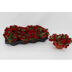 Calibrachoa Red 13cm