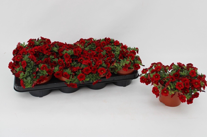 <h4>Calibrachoa Red 13cm</h4>