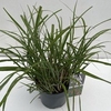 Miscanthus 'Flamingo' P19 (3ltr)