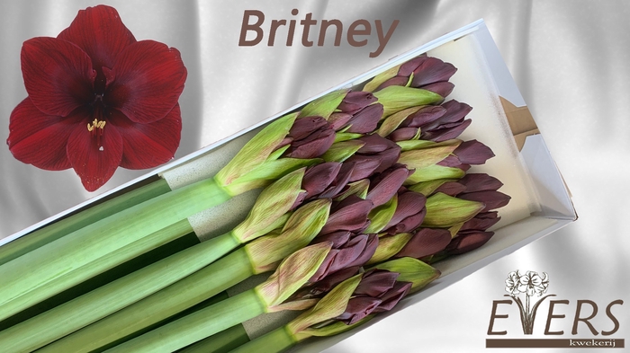 <h4>HIPP GA BRITNEY</h4>