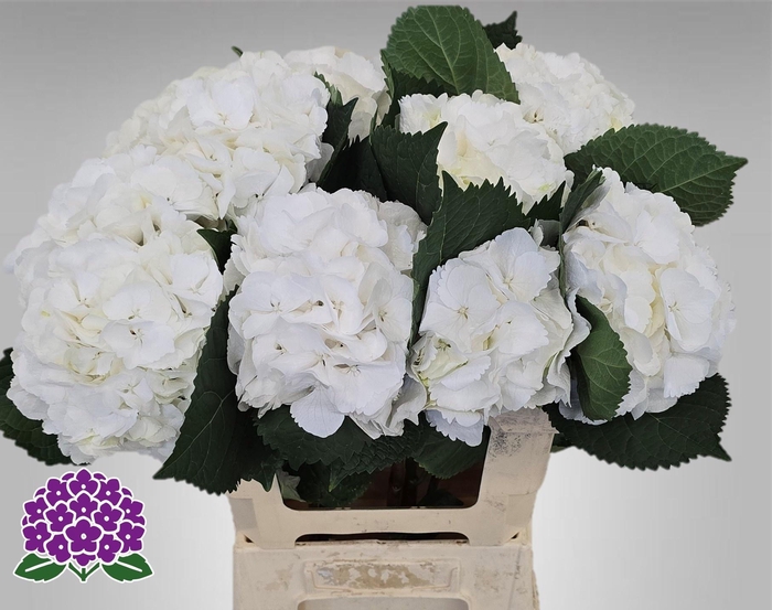 <h4>HYDR M MY AKITO</h4>