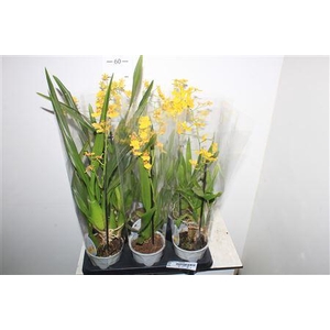 Oncidium Ov 1 Branche