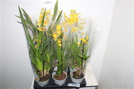 <h4>Oncidium Ov 1 Branche</h4>