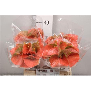 Anth A Peachy Love 40 C L 35