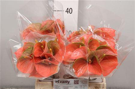 <h4>Anth A Peachy Love 40 C L 35</h4>
