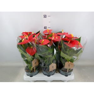 Anthurium andr. 'Esudo'