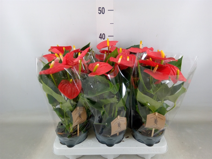 <h4>Anthurium andr. 'Esudo'</h4>