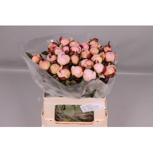 Paeonia Florence Nicholls | Heavy Quality
