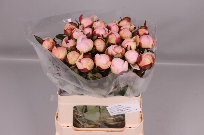 <h4>Paeonia Florence Nicholls | Heavy Quality</h4>