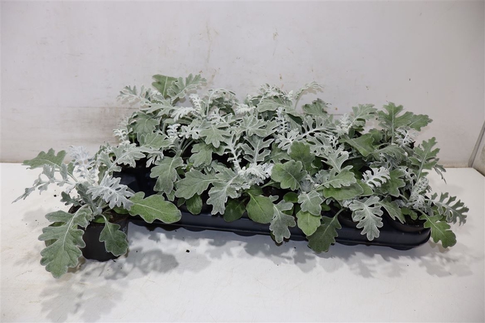 <h4>Jacobaea Maritima</h4>