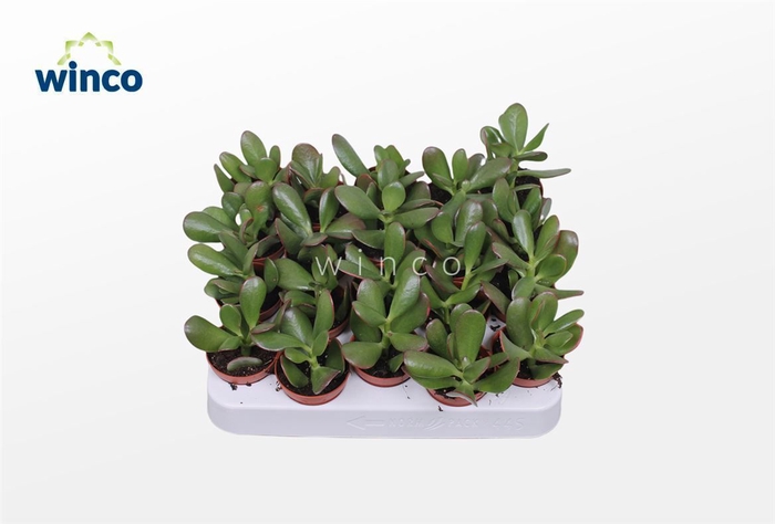 <h4>Crassula Ovata</h4>