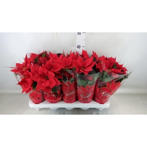 Euphorbia pulc. 'Mars'