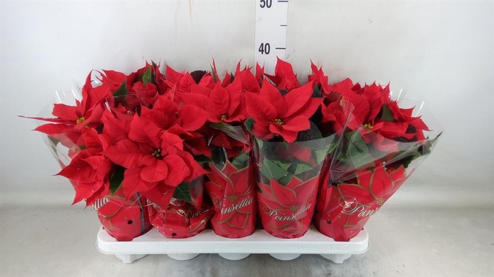 <h4>Euphorbia pulc. 'Mars'</h4>