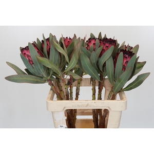 Protea Barbigera Ruby Princess Air