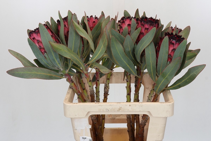 <h4>Protea Barbigera Ruby Princess Air</h4>