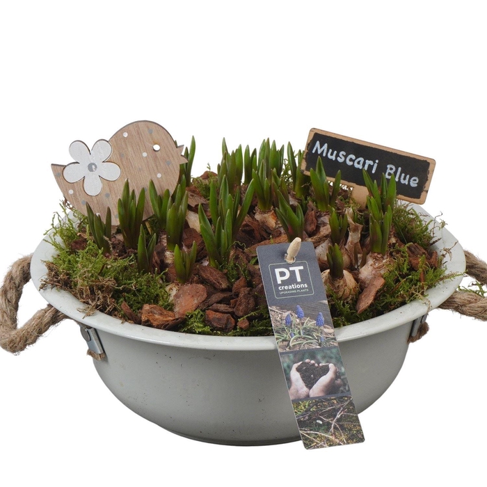 <h4>Arr.  Muscari L%</h4>