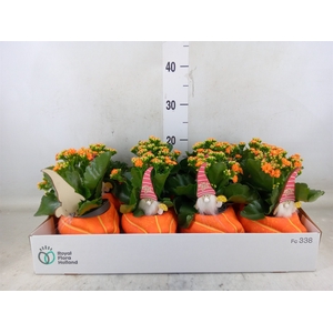 Arr.    Planten  L%