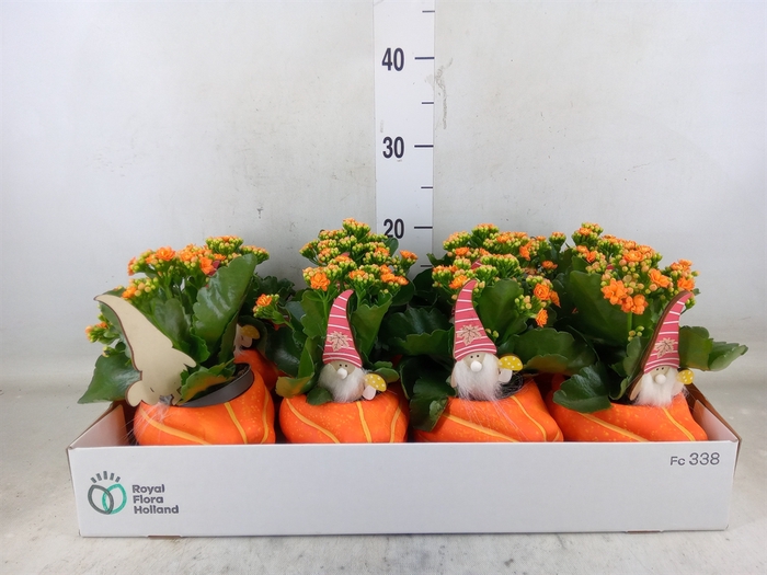 <h4>Arr.    Planten  L%</h4>