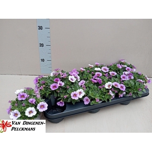 CALIB MINIF LI BLUE