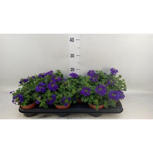 Verbena  'Aztec Plum Magic'