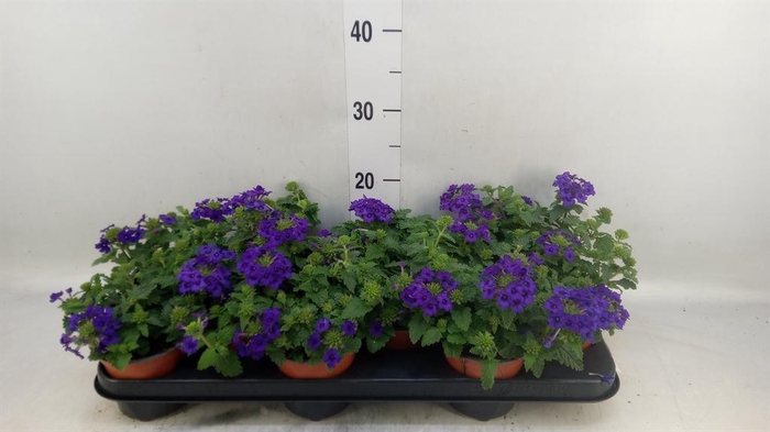 <h4>Verbena  'Aztec Plum Magic'</h4>