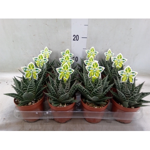 Aloe aristata 'Tiki Tahi'
