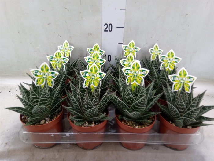 <h4>Aloe aristata 'Tiki Tahi'</h4>