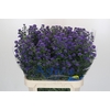 Aster Baby Parade