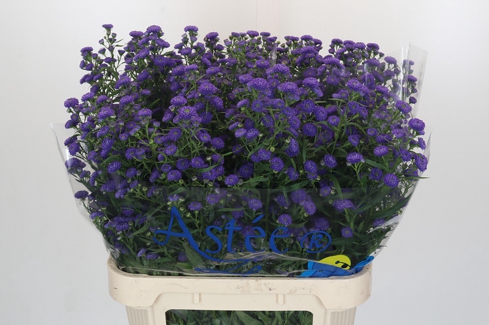 <h4>Aster Baby Parade</h4>