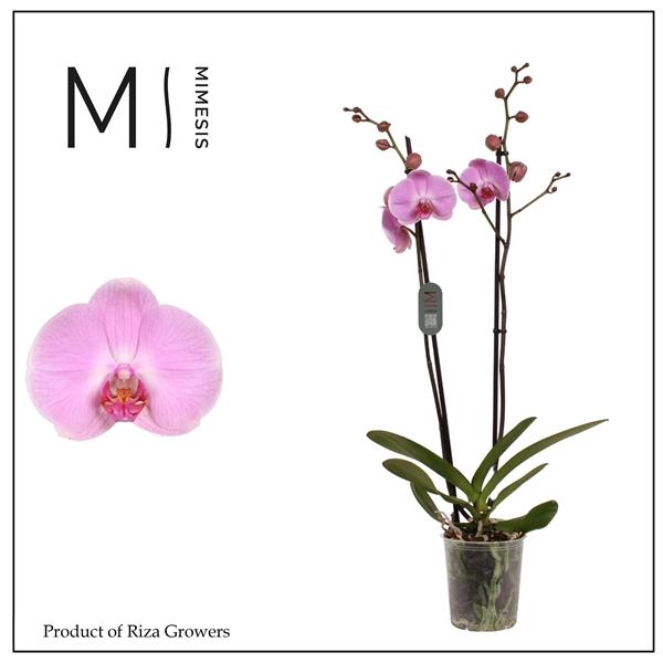 <h4>Mimesis Phal. Elion - 2 spike 12cm</h4>