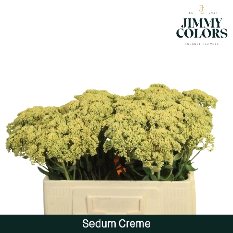 Sedum L55 Klbh. Creme