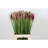 Nerine Mister Nick