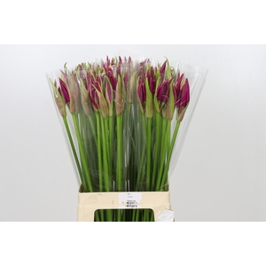 Nerine Mister Nick
