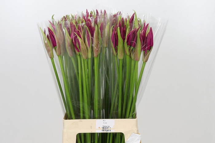 <h4>Nerine Mister Nick</h4>