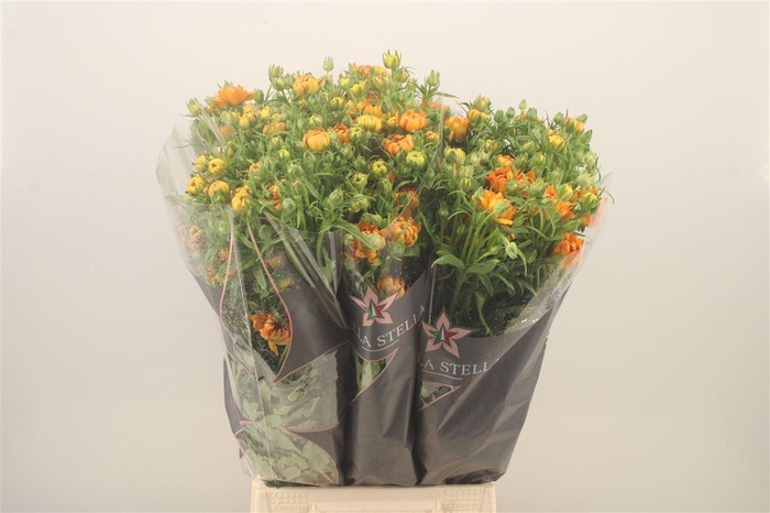 <h4>Ran N Moderna Sorrento</h4>