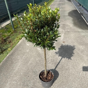 Laurus nobilis 'Bay Junior'