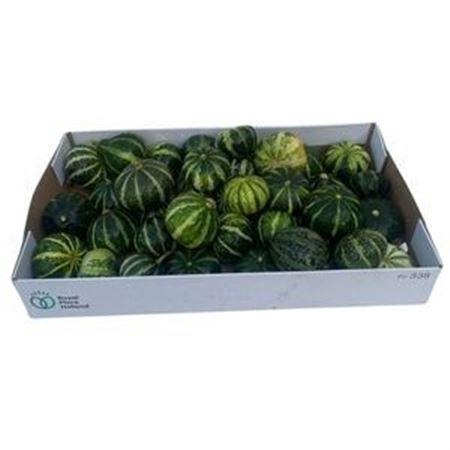 Sier Cuc P Flat Striped X30