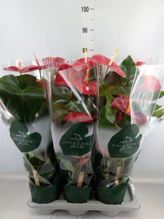 <h4>Anthurium andr. 'Idaho'</h4>