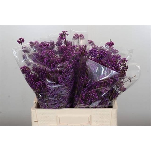 CALLICARPA PROFUSION