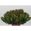 Leucadendron Laurel Yellow