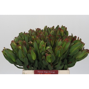 Leucadendron Laurel Yellow
