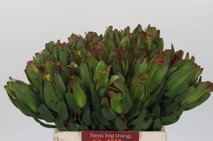 <h4>Leucadendron Laurel Yellow</h4>