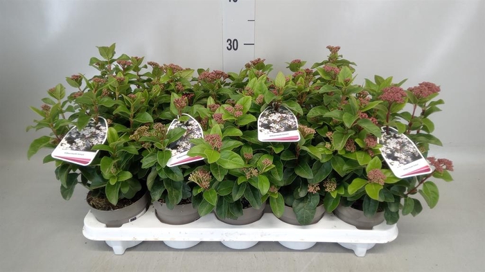 <h4>Viburnum tinus</h4>