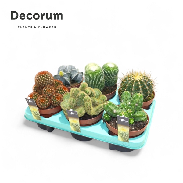 <h4>Cactus Mix (6spc.) (decorum)</h4>