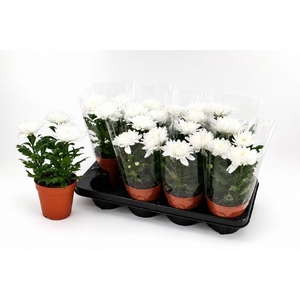 !! PROMO !! CHRYS SUPNOVA WHITE