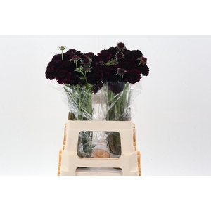 Scab At Re Vel Scoop