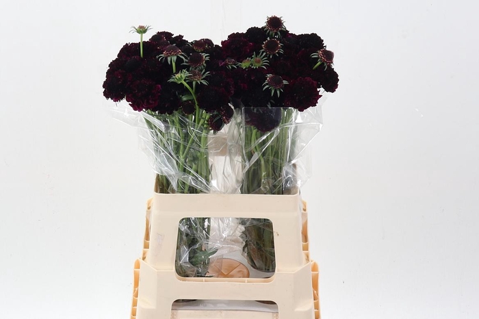 <h4>Scab At Re Vel Scoop</h4>