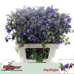 AQUIL BLUE LADY