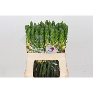 Ornithogalum dubium Splash Star