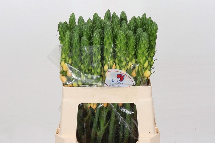 <h4>Ornithogalum dubium Splash Star</h4>